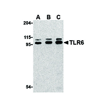 TLR6 Antibody internal 100µg