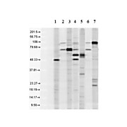 Anti-KDEL (RABBIT) Antibody, 200µg, Liquid (sterile filtered)