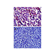 TLR4 Antibody internal 100µg