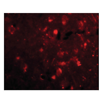 Slitrk2 Antibody cterm 100µg
