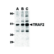 Anti-TRAF2 (RABBIT) Antibody, 100µg, Liquid (sterile filtered)