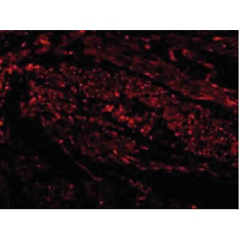 TIM-1 Antibody nterm 100µg