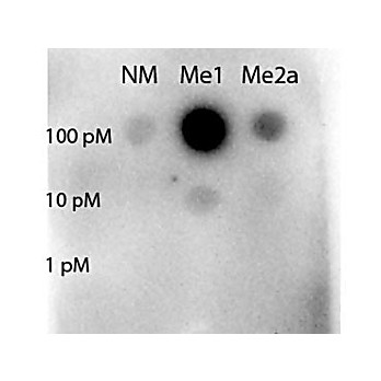 Anti-STAT5 [Arg31-Methyl] (RABBIT) Antibody, 100µg, Liquid (sterile filtered)