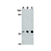 VISA Antibody nterm 100µg