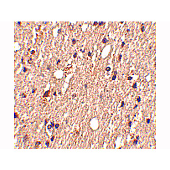 Spred1 Antibody internal 100µg