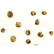 Survivin Antibody hu nterm 100µg