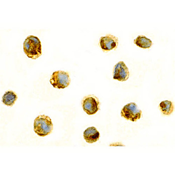 Survivin Antibody hu nterm 100µg