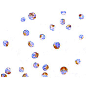 TIM-4 Antibody internal 100µg