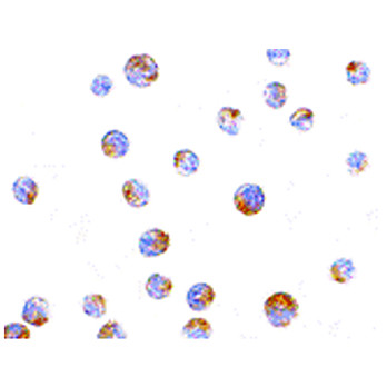 TIM-4 Antibody internal 100µg
