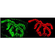 Piccolo Antibody 100µg