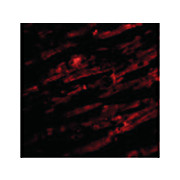 Anti-Unc93b (RABBIT) Antibody, 100µg, Liquid (sterile filtered)