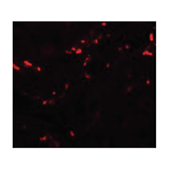 Anti-TCTN1 (RABBIT) Antibody, 100µg, Liquid (sterile filtered)