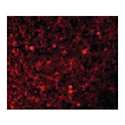 XAF-1 Antibody cterm 100µg