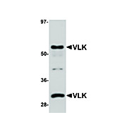 Anti-VLK (RABBIT) Antibody, 100µg, Liquid (sterile filtered)