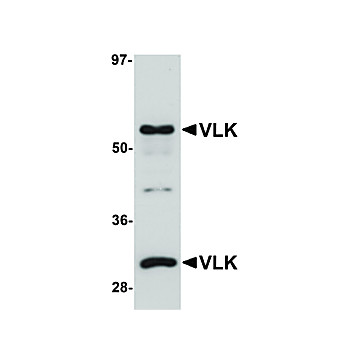 Anti-VLK (RABBIT) Antibody, 100µg, Liquid (sterile filtered)