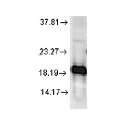 Cu/Zn SOD Antibody (rat) 100µg