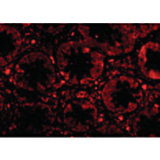TEM1 Antibody nterm 100µg