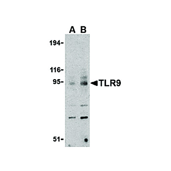 Anti-TLR9 (RABBIT) Antibody, 100µg, Liquid (sterile filtered)