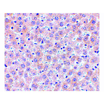 Anti-sRANK Ligand (RABBIT) Antibody, 100µg, Liquid (sterile filtered)
