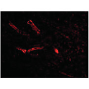 Syntaphilin Antibody internal 100µg