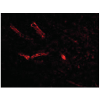 Syntaphilin Antibody internal 100µg