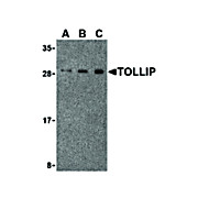 TOLLIP Antibody internal 100µg
