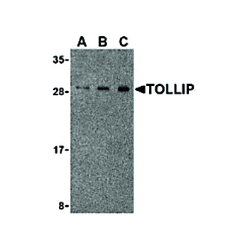 TOLLIP Antibody internal 100µg