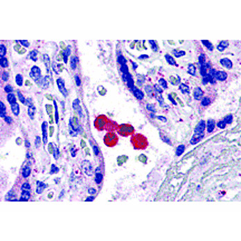 TLR4 Antibody cterm 100µg