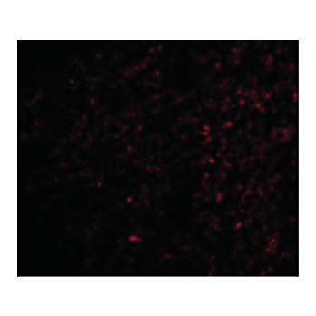 TOCA-1 Antibody nterm 100µg