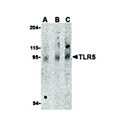 TLR5 Antibody 100µg
