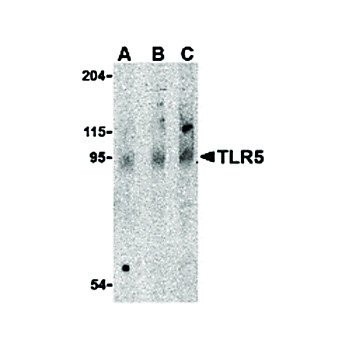 TLR5 Antibody 100µg