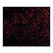 TNFRSF14 Antibody nterm 100µg