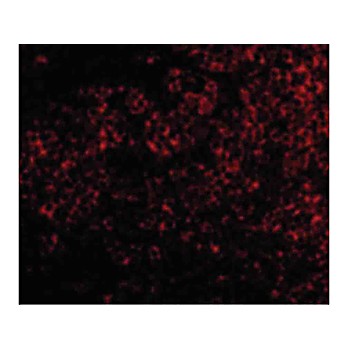 TNFRSF14 Antibody nterm 100µg