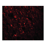 Anti-STAU1 (RABBIT) Antibody, 100µg, Liquid (sterile filtered)
