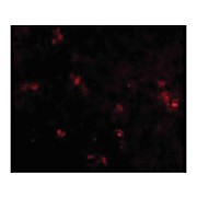 Anti-SYPL2 (RABBIT) Antibody, 100µg, Liquid (sterile filtered)