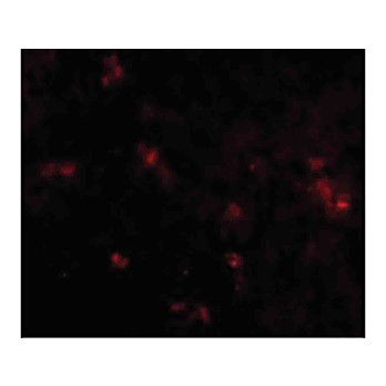 Anti-SYPL2 (RABBIT) Antibody, 100µg, Liquid (sterile filtered)