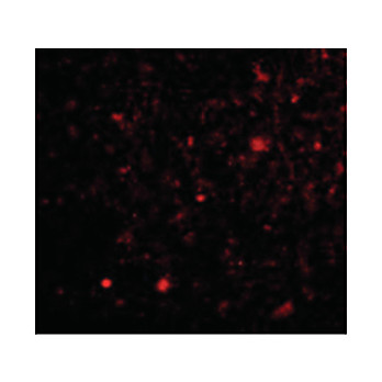 TOCA-1 Antibody cterm 100µg