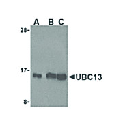 Anti-UBC13 (RABBIT) Antibody, 100µg, Liquid (sterile filtered)