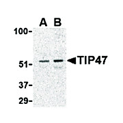 TIP47 Antibody cterm 100µg