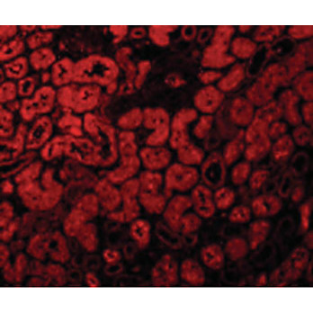 ACE2 - cterm Antibody 100µg