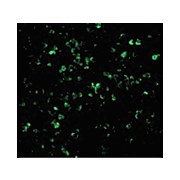 XAF-1 Antibody internal 100µg