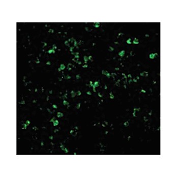 XAF-1 Antibody internal 100µg