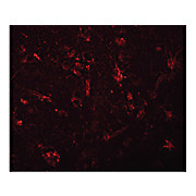Anti-ZC3H12C (RABBIT) Antibody, 100µg, Liquid (sterile filtered)
