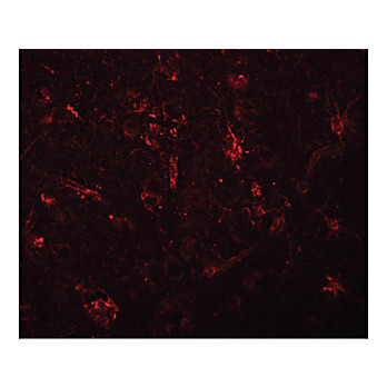 Anti-ZC3H12C (RABBIT) Antibody, 100µg, Liquid (sterile filtered)