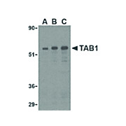 Anti-TAB1 (RABBIT) Antibody, 100µg, Liquid (sterile filtered)