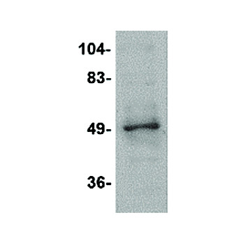 Anti-ZBTB2 (RABBIT) Antibody, 100µg, Liquid (sterile filtered)