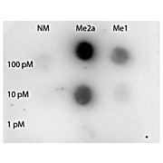 Anti-STAT3 [Asym-dimethyl Arg31] (RABBIT) Antibody, 100µg, Liquid (sterile filtered)