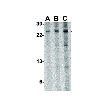 Tslp Antibody internal ms 100µg