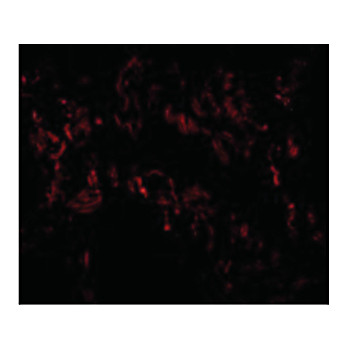 TNFAIP3 Antibody cterm 100µg