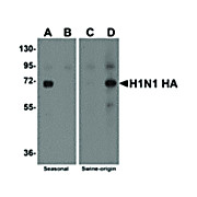 Swine H1N1 Hemagglutinin Antibody 100µg